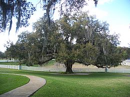 Tölgyfa (Quercus sp.)