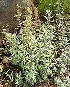 Artemisia douglasiana