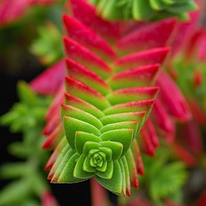 Crassula capitella (Üreten:Vassil)