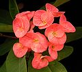 Euphorbia 'Siraya' ist eine typische Poysean Hybride
