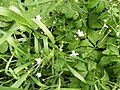 Ranunculus aconitifolius