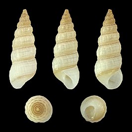 Finella rufocincta