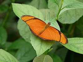 Heliconius aliphera