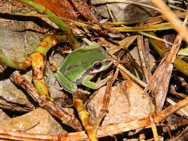 Dryophytes walkeri