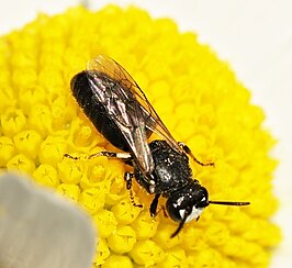 Hylaeus nigritus