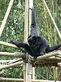 Siamang (Hylobates syndactylus)