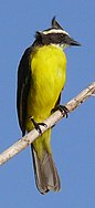 Kourou yellow black bird