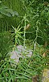 Young Lilium bulbiferum var. bulbiferum