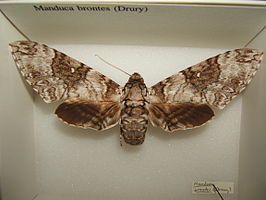 Manduca brontes