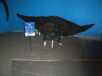 Mobula mobular