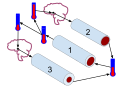 This diagram shows a negative feedback loop for human body temperature regulation. 1. The blood vessel is in its homeostatic state. When there is an increase or decrease in the body temperature, an impulse is sent to the hypothalamus of the brain which then sends an impulse into the body that causes the blood vessels to change size. 2. This blood vessel has been dilated so that heat can be released through the skin and the body temperature and blood vessel can return to their normal states. 3. This blood vessel is constricted so that less heat is lost through the skin and the body temperature and blood vessel can return to normal. My reference source for this information is: http://www.bbc.co.uk/schools/gcsebitesize/science/triple_ocr_21c/further_biology/maintaining_body_temperature/revision/3/