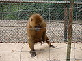 Guinea-Pavian Guinea Baboon