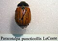 Paracotalpa puncticollis