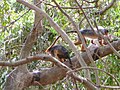 Westafrikanischer Stummelaffe Western Red Colobus