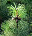 Gelb-Kiefer (Pinus ponderosa)