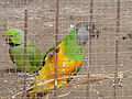 Mohrenkopfpapagei Senegal Parrot