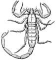 Scorpion (PSF).png