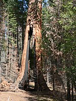 Clothespin Tree