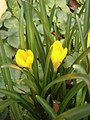 Sternbergia lutea