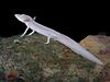 A salamander with translucent skin and external gills