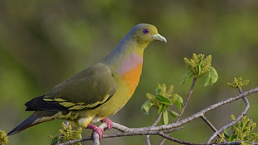 Porumbel verde cu piept portocaliu (Treron bicinctus)