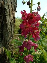 Β. το φοινικικόν Verbascum phoeniceum.