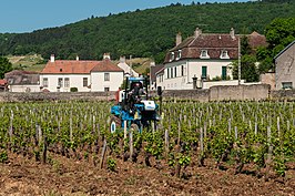 Wijnbouw in Gevrey-Chambertin