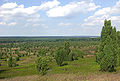 Heidelbeer-Sandheide am Nordhang