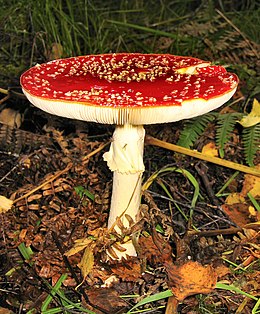 légyölő galóca (Amanita muscaria)