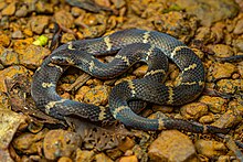 Black snake with beige stripes