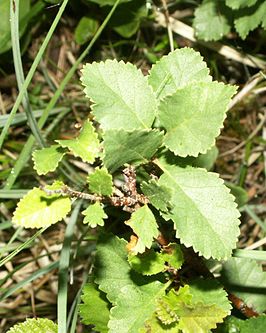 Betula humilis