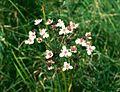 Schwanenblume (Butomus umbellatus)