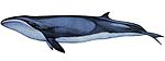 Pygmy right whale (illustration)