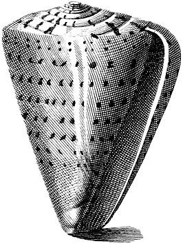 Conus betulinus