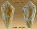 Conus anabathrum tranthami Petuch, E.J., 1995