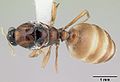 Dolopomyrmex pilatus - Anderes Bild desselben Individuums