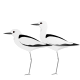 Crab Plover