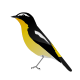 Yellow-rumped Flycatcher