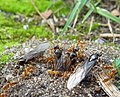 Erdnest der Gelben Wiesenameise