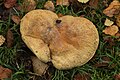 Gyroporus cyanescens