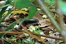 Black racer