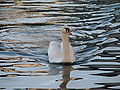 A swan in Lucerne