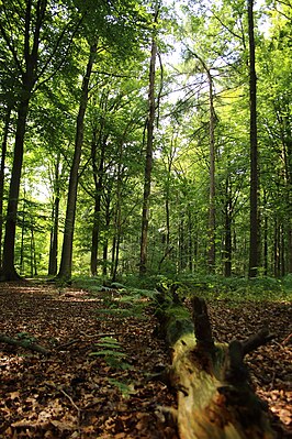 Bossen van het zuidoosten van de Zandleemstreek