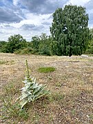 Trockenrasen-Vegetation mit Kleinblütiger Königskerze auf dem Sandberg