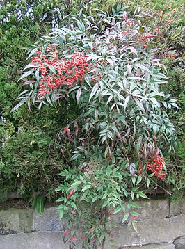 Nandina