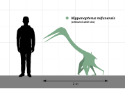 Size comparison (estimated adult)