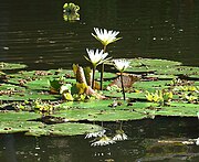 In Lake Nicaragua