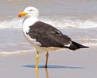 Pacific Gull