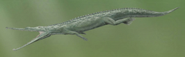 Paleorhinus