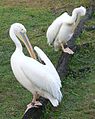 White Pelican (Pelecanus onocrotalus)